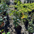 Oregon Grape Holly