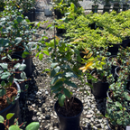 Oregon Grape Holly