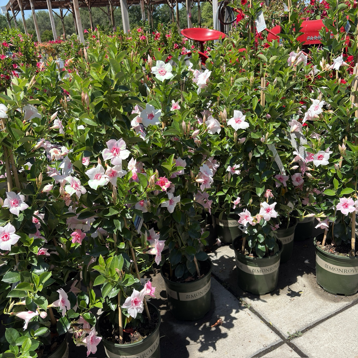 Original XP Double Pink Blush   Mandevilla