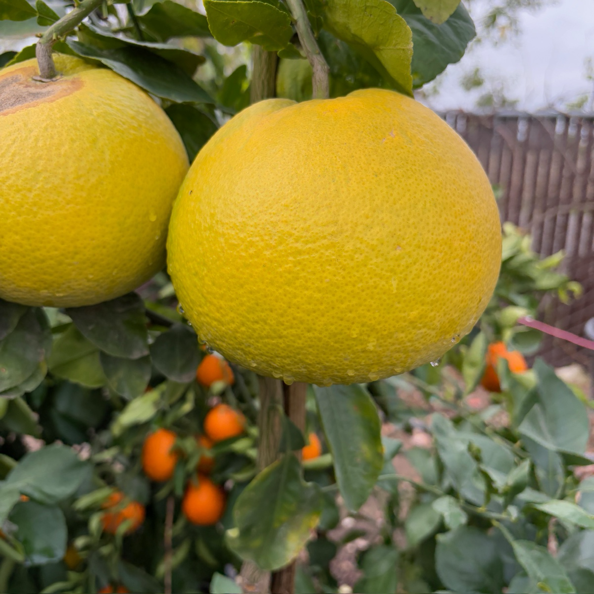 Oro Blanco Grapefruit