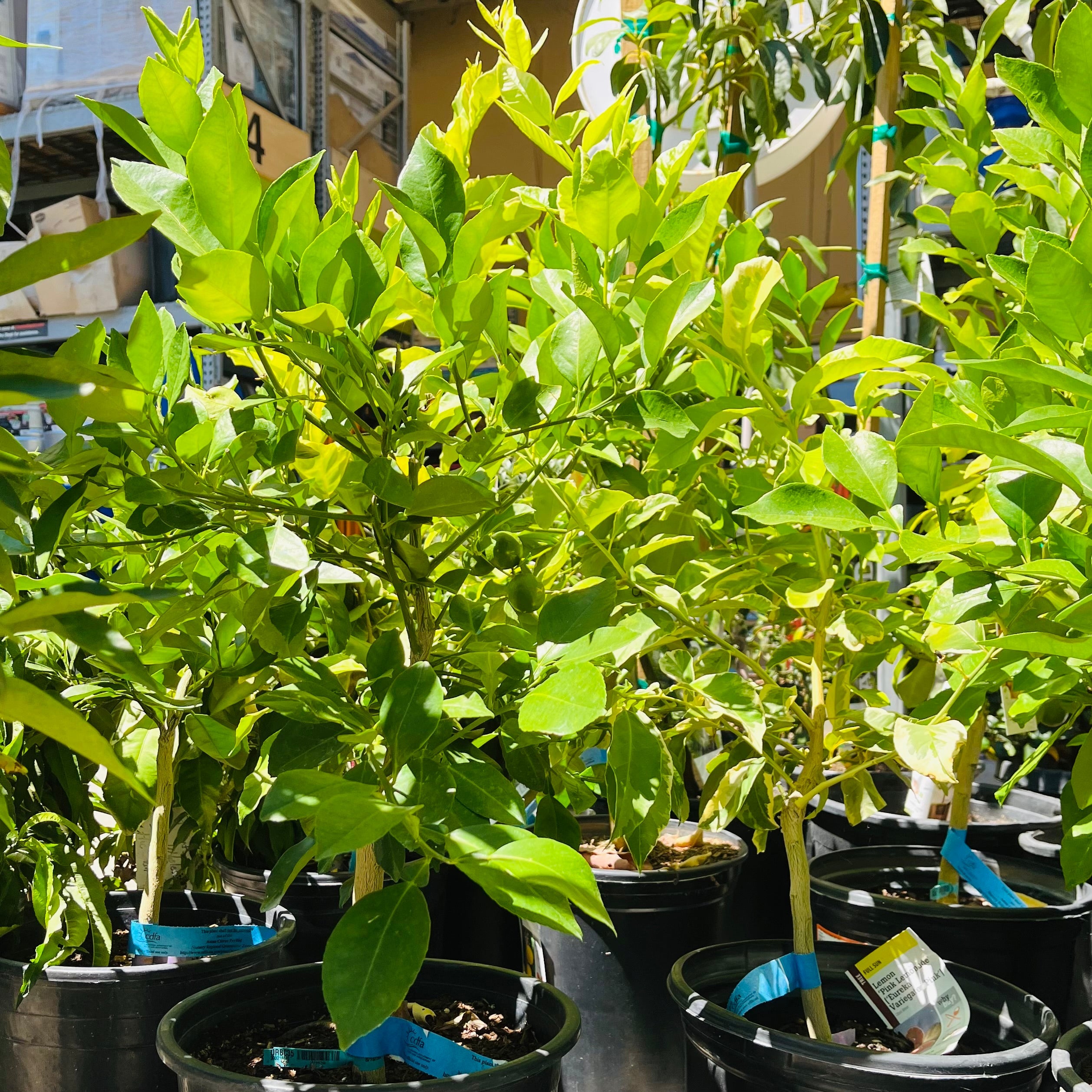 Oro Blanco Grapefruit