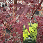 Osakazuki Japanese Maple tree with a Monrovia plant tag in the foreground