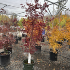 Potted Osakazuki Japanese Maple trees with autumn-colored leaves in a greenhouse setting