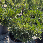Otto Luyken English Laurel