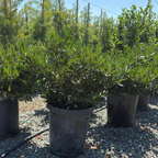 Otto Luyken English Laurel