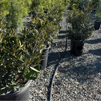 Otto Luyken English Laurel
