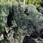 Otto_Quast_Spanish_Lavender