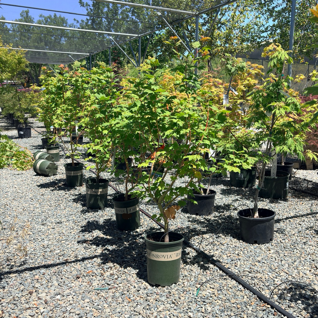 太平洋藤槭｜北美西海岸原生的观赏枫树– Victory Nursery