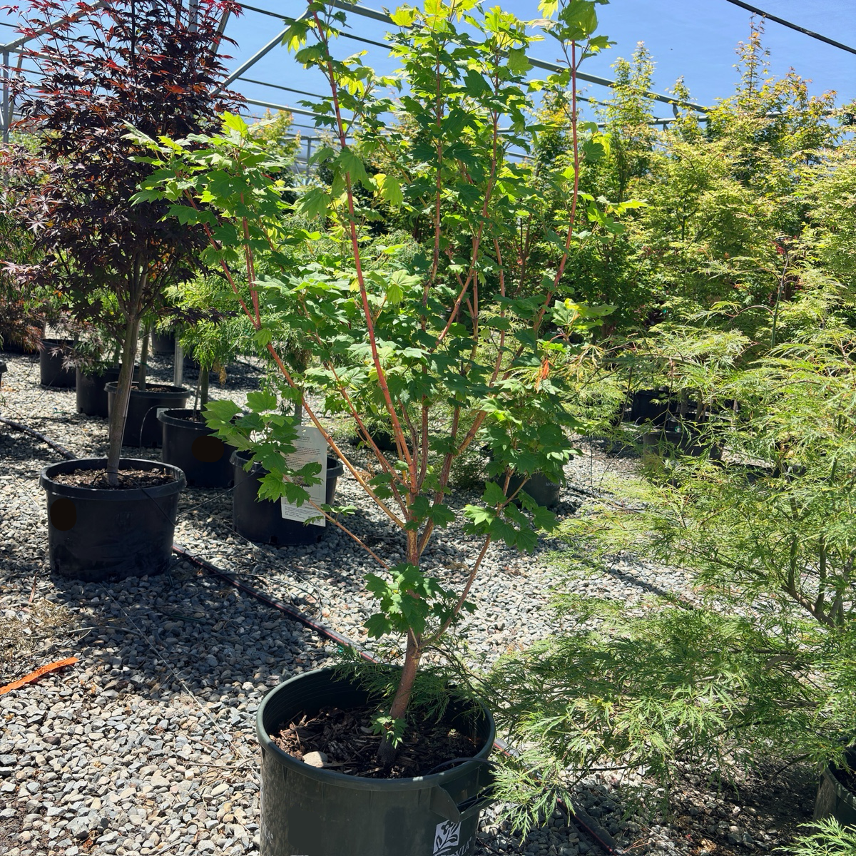 Pacific Fire Vine Maple