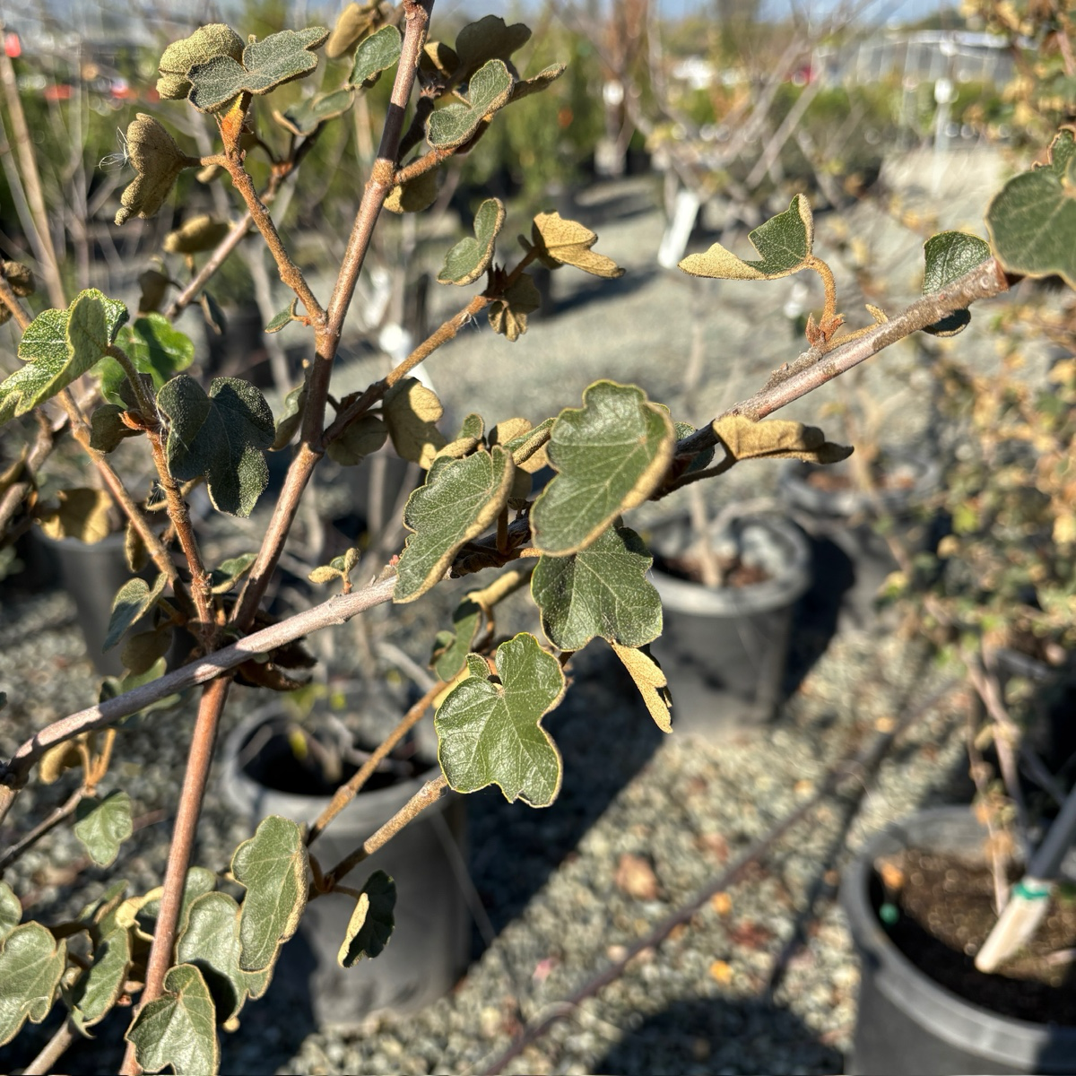 Close-up of Pacific Sunset Hybrid Flannel Bush with green leaves in a nursery setting