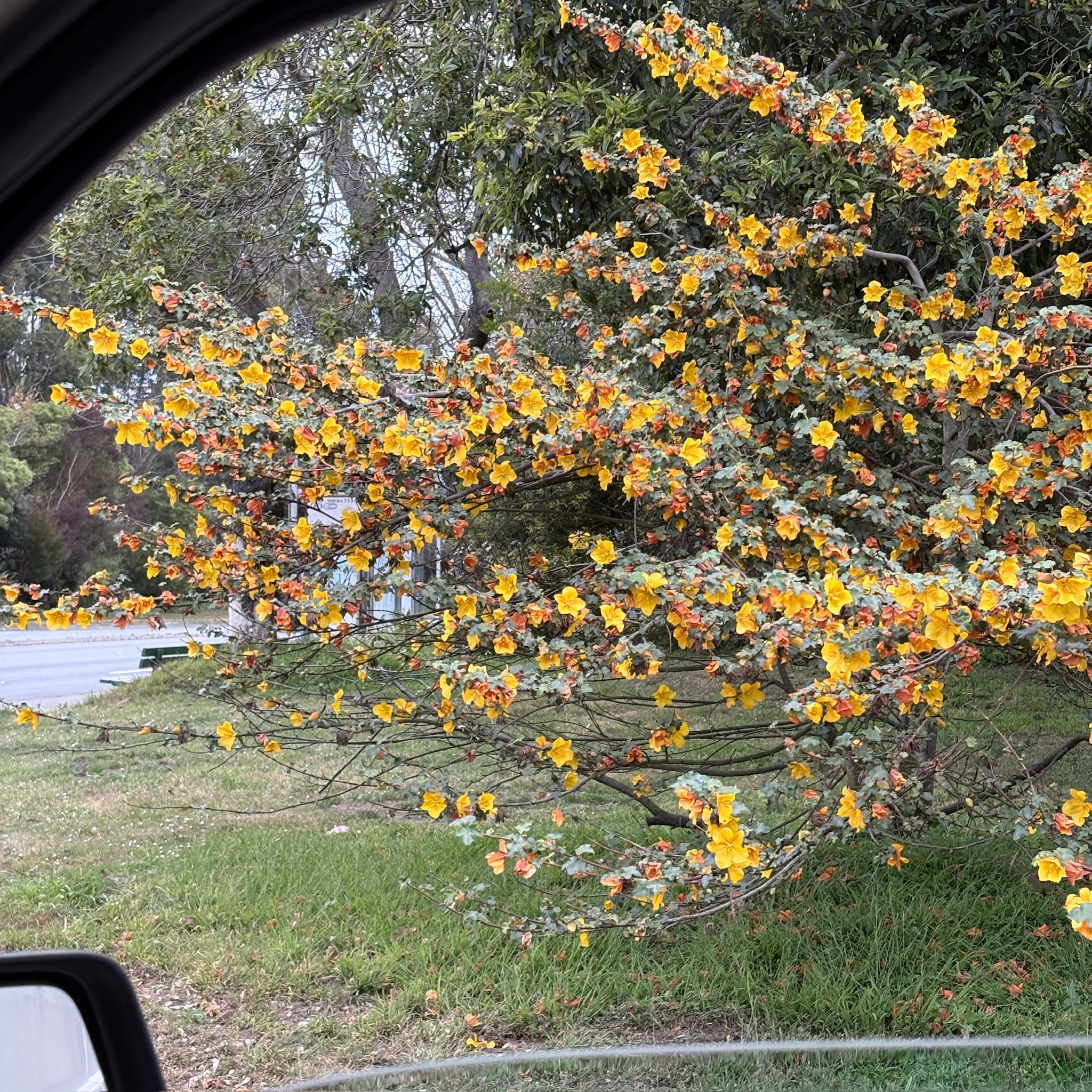 Pacific Sunset Hybrid Flannel Bush with yellow flowers in a park setting