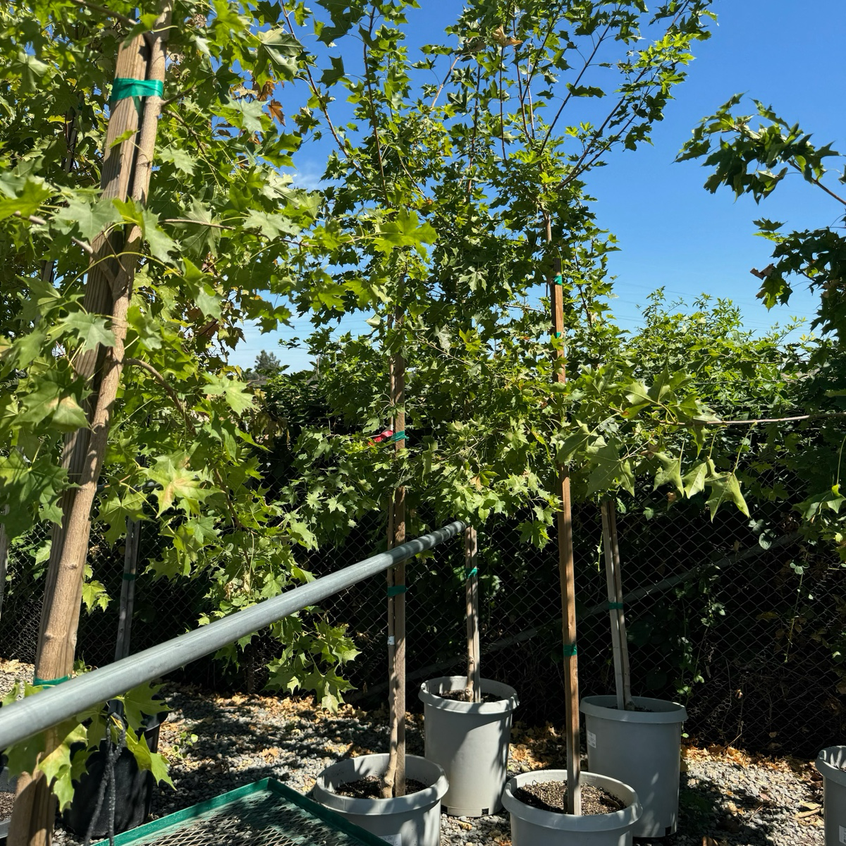 Pacific Sunset Maple