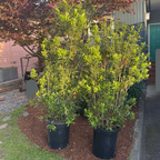 Pacific Wax Myrtle