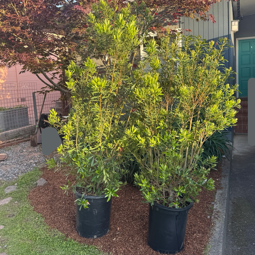 Pacific Wax Myrtle