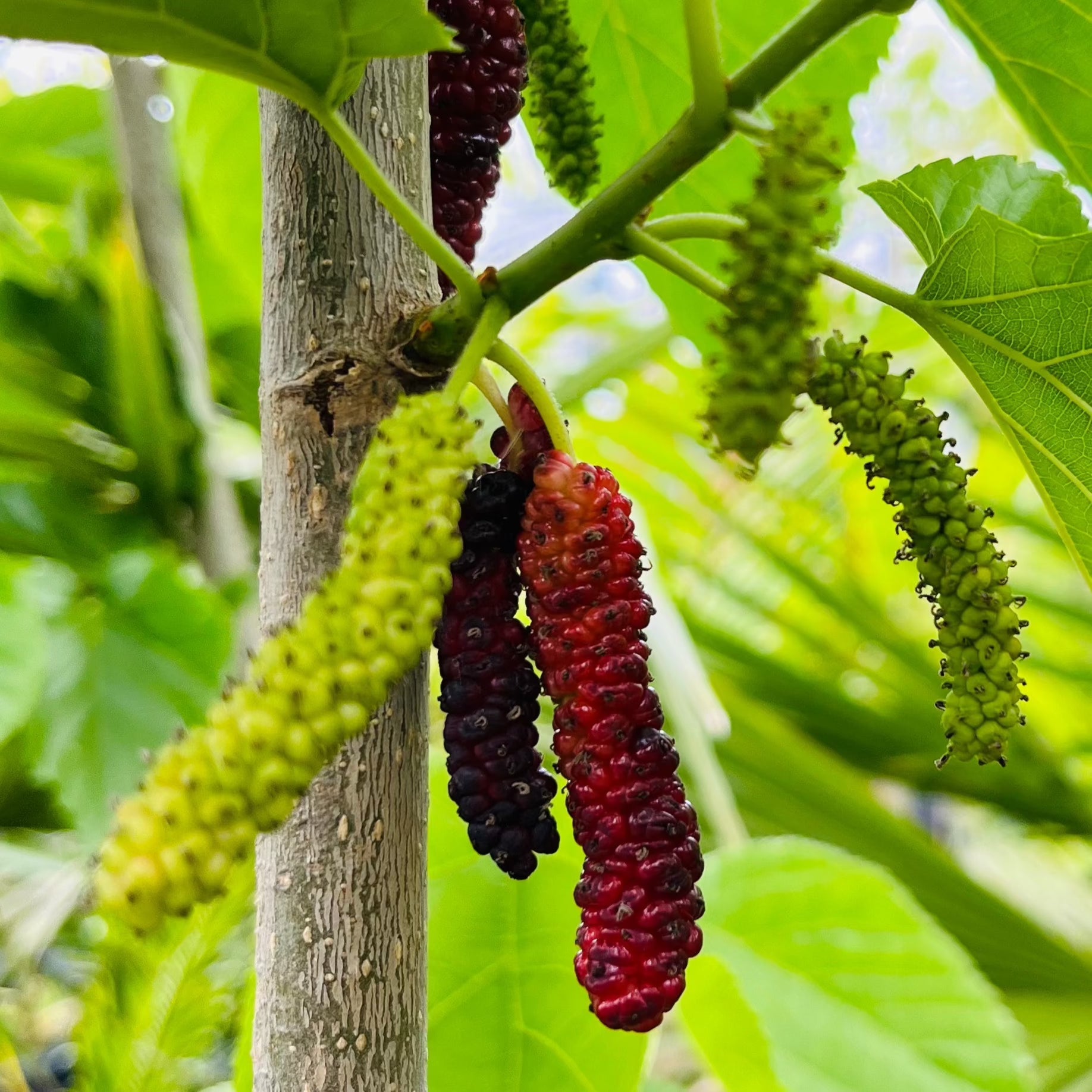 Pakistan Long Mulberry on a tree branch with green leaves