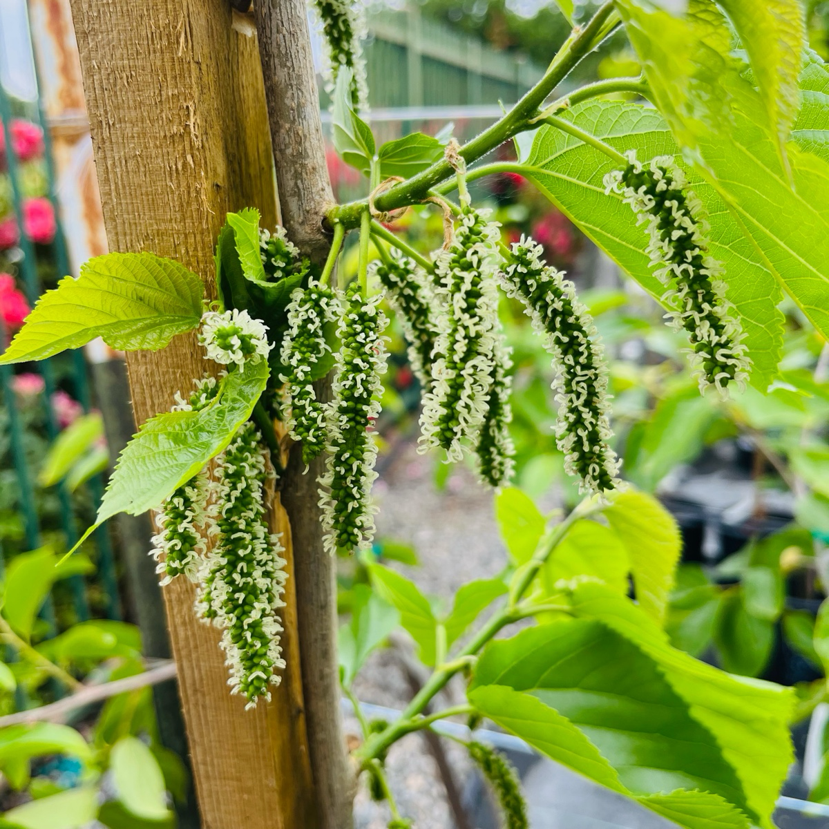 Green leaves and flower buds on a Pakistan Long Mulberry with a blurred garden background in victory nursery