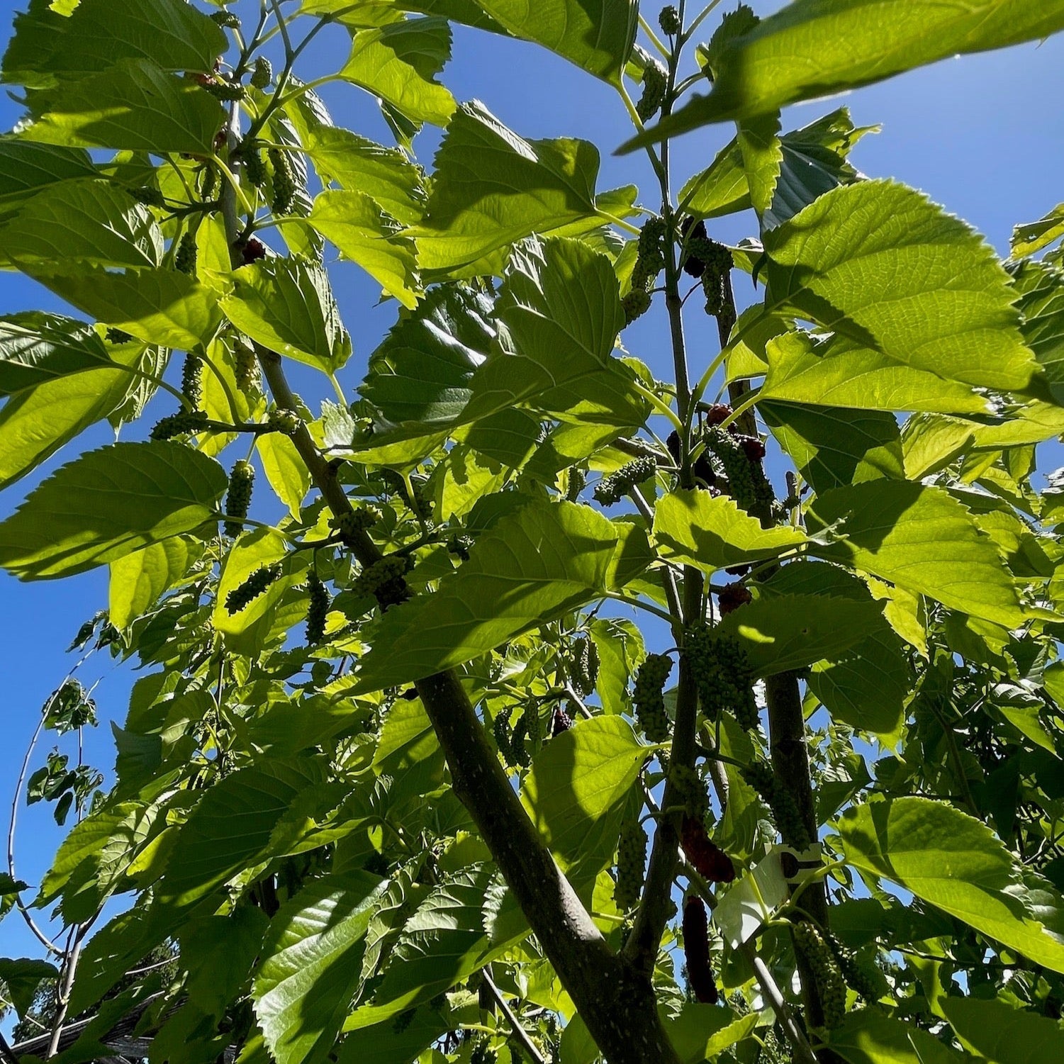 Green leaves and black fruits on a Pakistan Long Mulberry tree against a blue sky