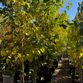 Row of 15# gallon potted Pakistan Long Mulberry trees in a nursery with green leaves and clear sky.