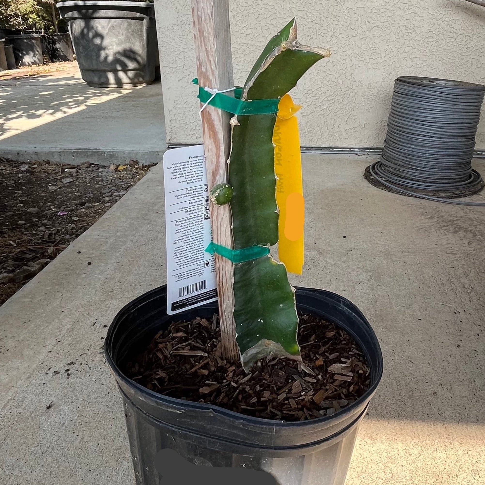 Palora Dragon Fruit