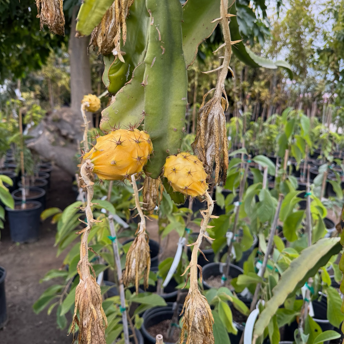 Palora Dragon Fruit
