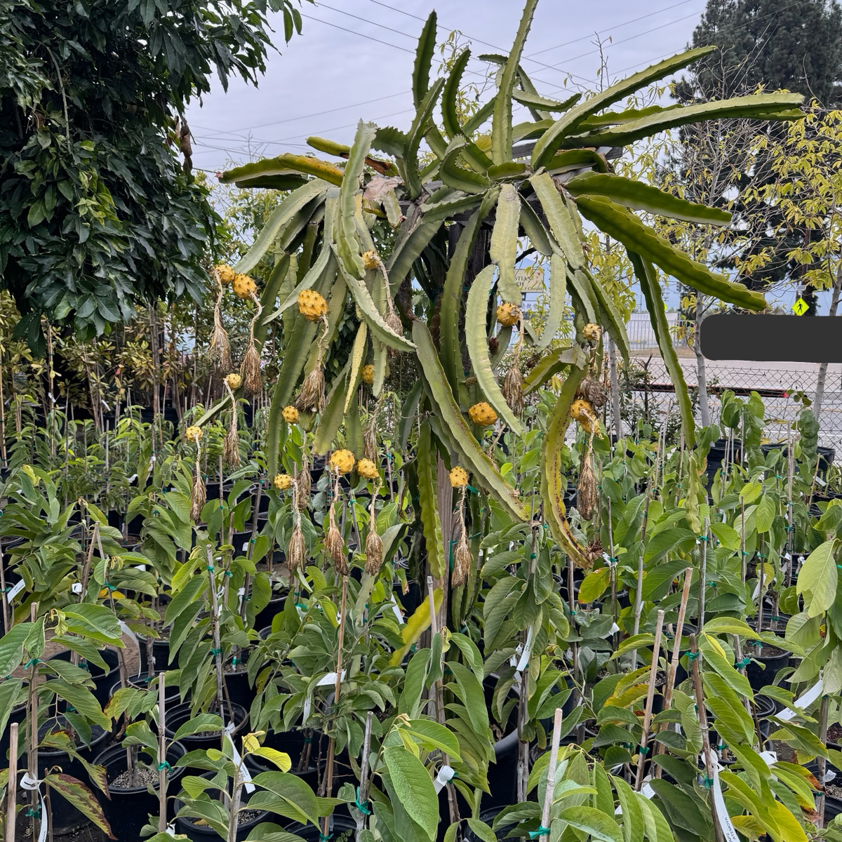 Palora Dragon Fruit