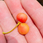 Panama Berry