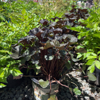 Pandora Ligularia