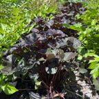 Pandora Ligularia