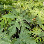 Papaya