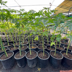 Papaya