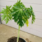 Papaya