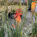 Papaya Popsicle Dwarf Poker