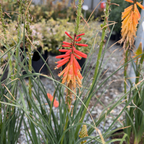 Papaya Popsicle Dwarf Poker