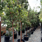 Paperbark Maple