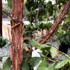 Paperbark Maple
