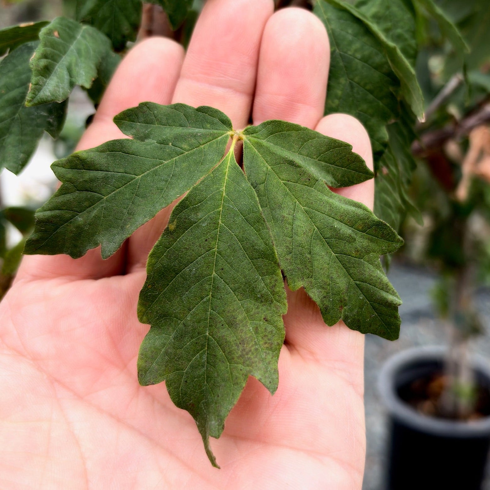 Paperbark Maple