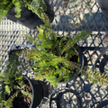 Paprika Yarrow