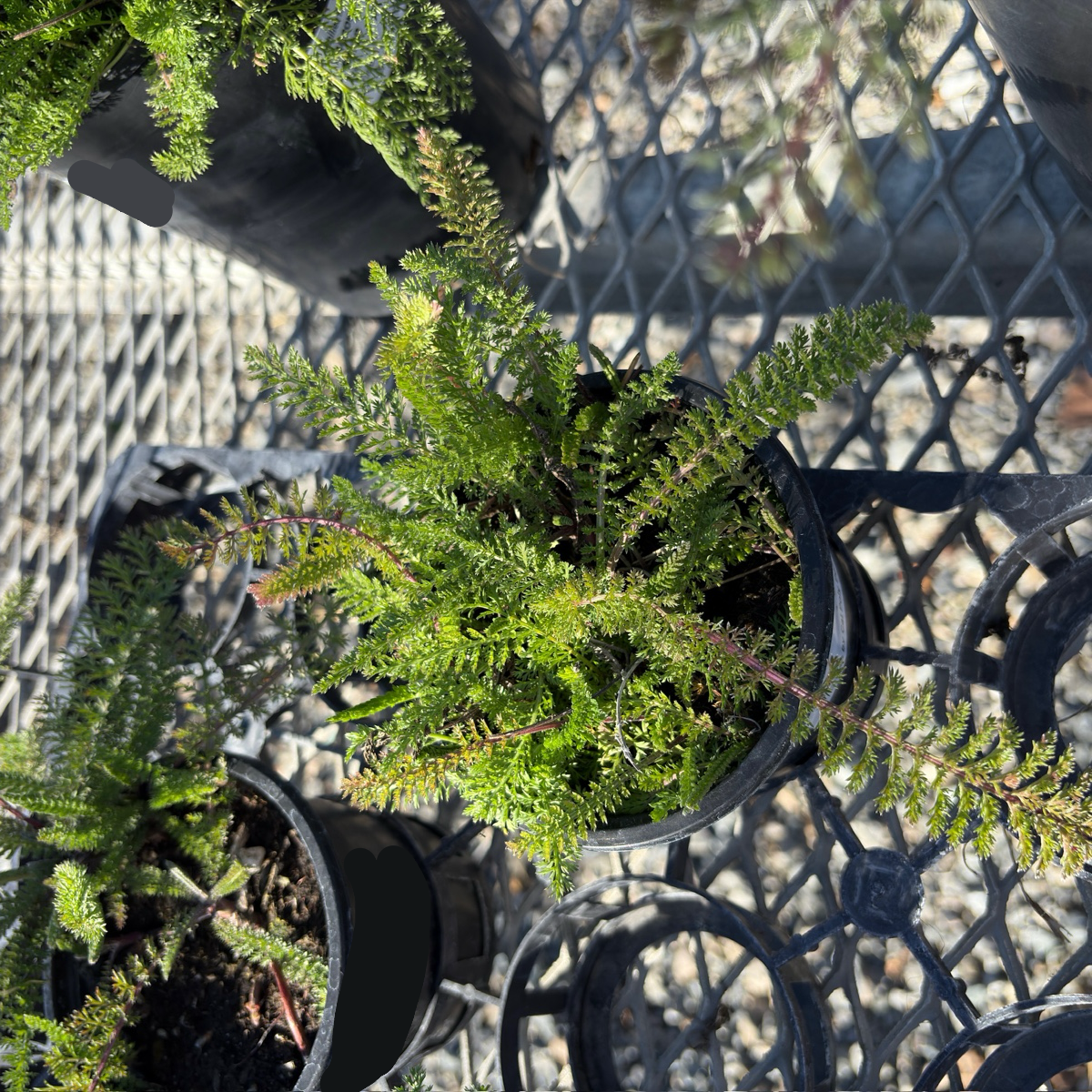 Paprika Yarrow