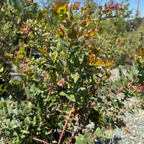 Paradise Pajaro Manzanita