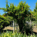 Parfianka Pomgranate