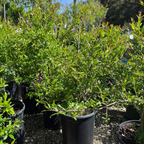 Parfianka Pomgranate