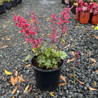 Paris Coral Bells