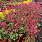 Paris Coral Bells