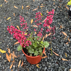 Paris Coral Bells