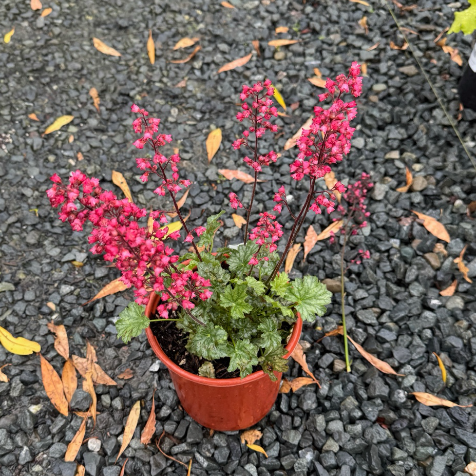 Paris Coral Bells
