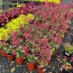 Paris Coral Bells