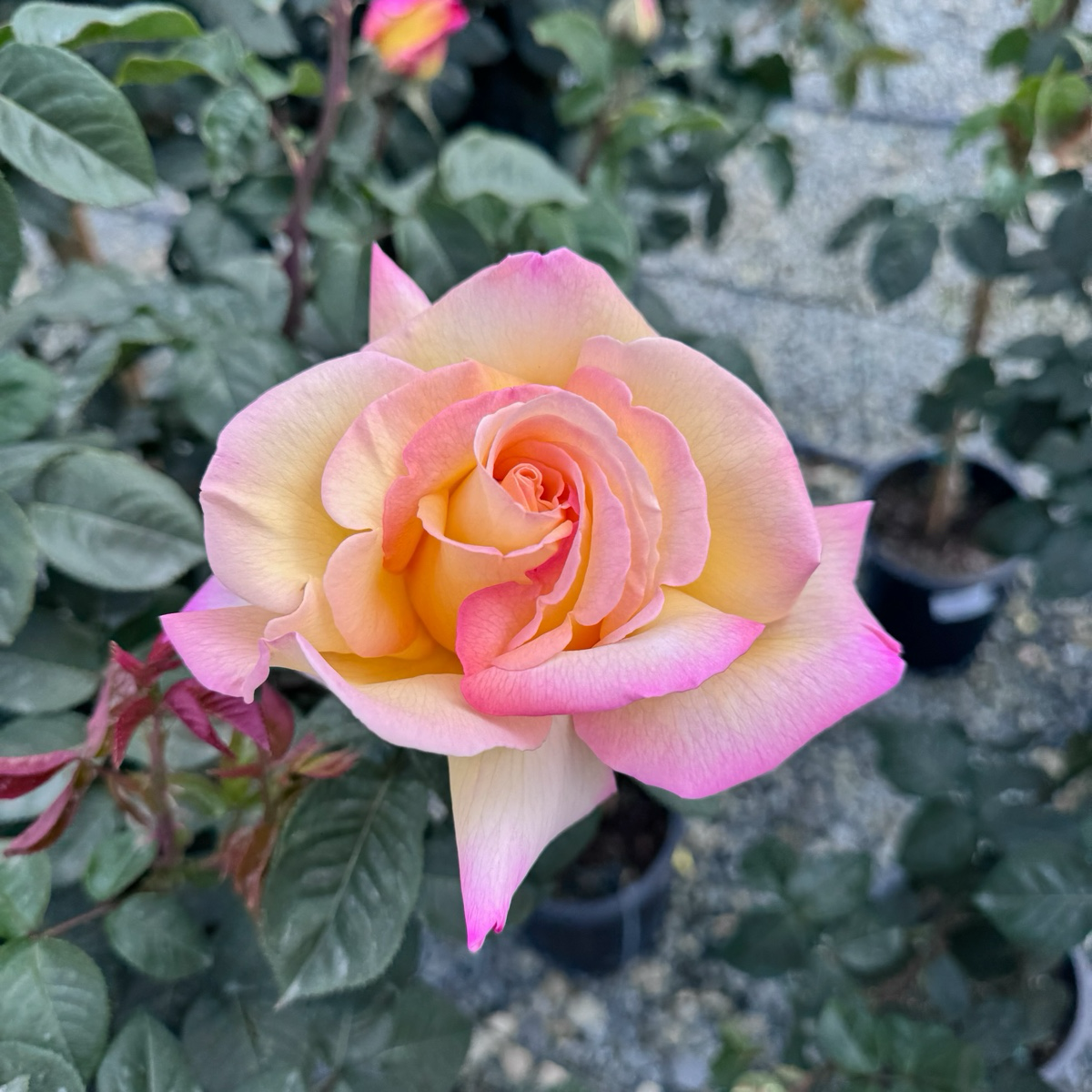 Peace Hybrid Tea Rose
