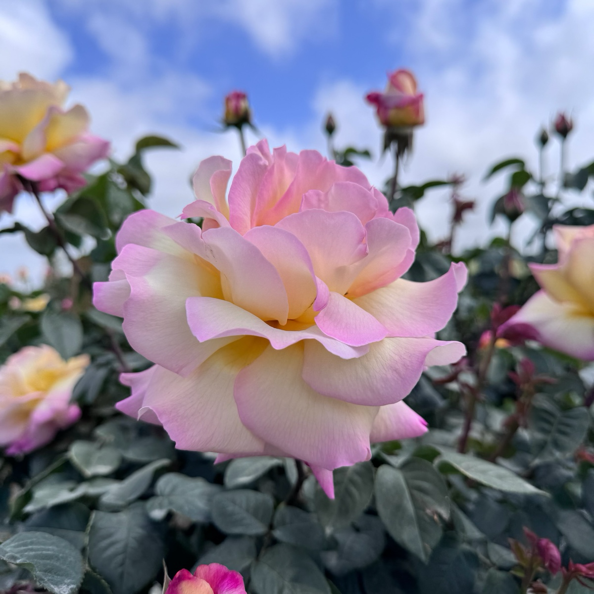 Peace Hybrid Tea Rose