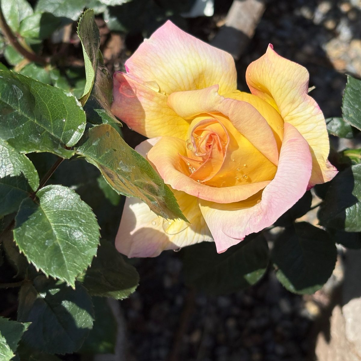 Peace Hybrid Tea Rose