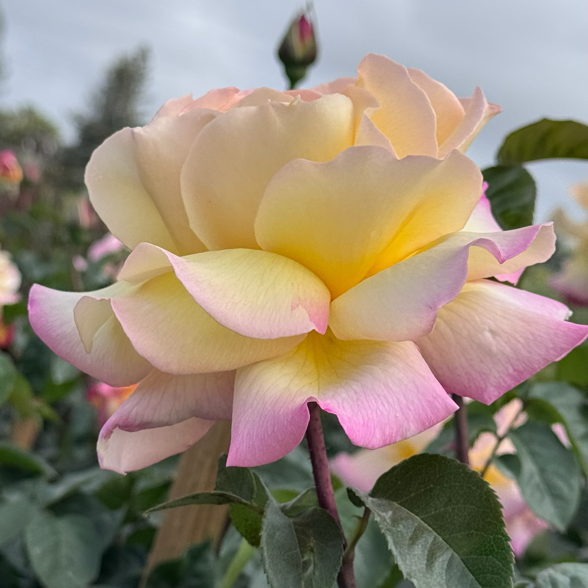 Peace Hybrid Tea Rose